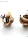 BOCXOD 12v1.5w BX8.4d Beige (с потрон.)